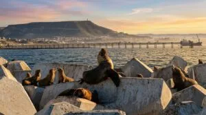 Lobos Marinos en Comodoro Rivadavia