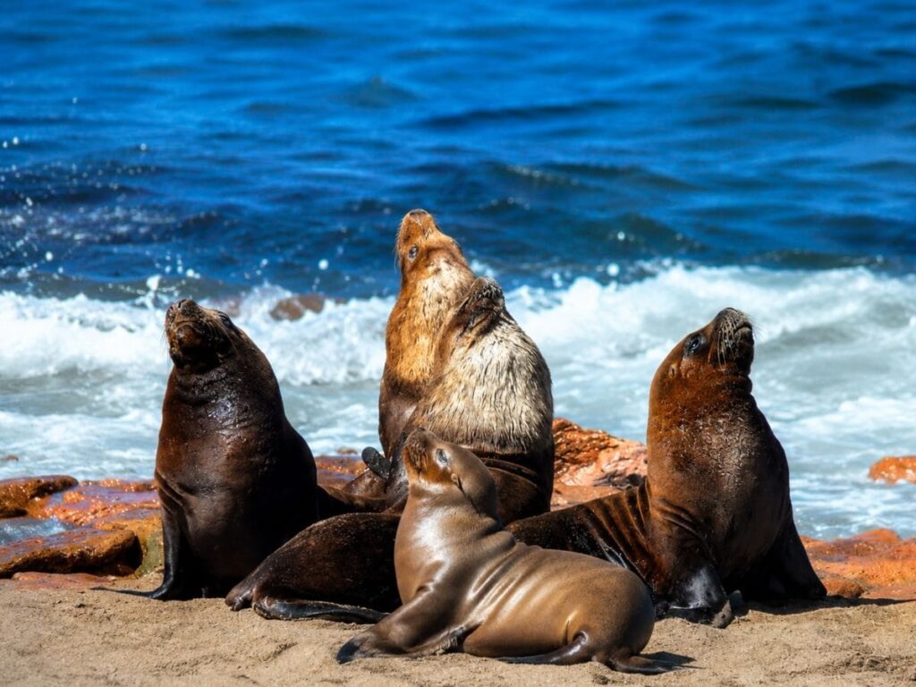 Lobos Marinos, provincia de Río Negro, Fauna Marina