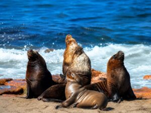 Lobos Marinos, provincia de Río Negro, Fauna Marina