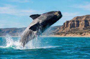 Avistaje de ballenas franca austral en Península Valdés, Chubut, Argentina