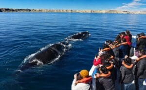 Puerto Madryn, Avistaje de Ballenas