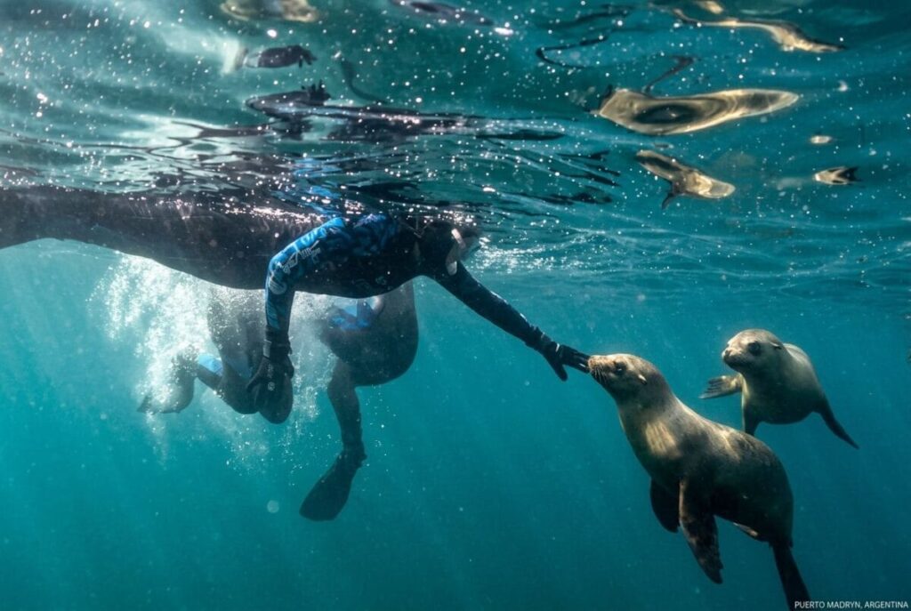 Snorkel con lobos marinos en Puerto Madryn
