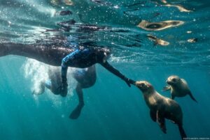 Snorkel con lobos marinos en Puerto Madryn