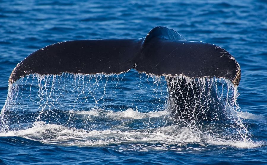 Avistaje de ballena en Cabo San Matías, Río Negro, Argentina