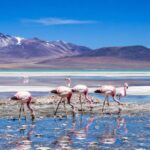 Laguna Brava: el espejo de sal que guarda flamencos, vicuñas y leyendas a 4.000 metros de altura