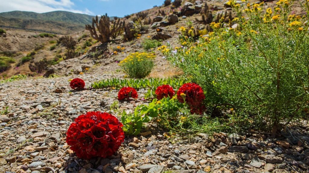 Flores en el desierto de Atacama, en Chile