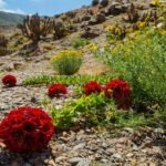 Flores en el desierto de Atacama, en Chile