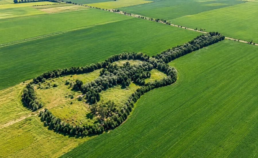 Forma de guitarra con árboles, que se ve desde vista aérea.