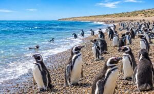 Pingüinos en Punta Tombo, Chubut