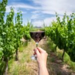 Viñedos en Mendoza