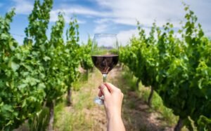 Viñedos en Mendoza
