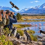 Argentina con binoculares: más de mil aves, diez escenarios imperdibles y la época justa para verlas