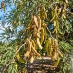 Chauchas de Algarroba
