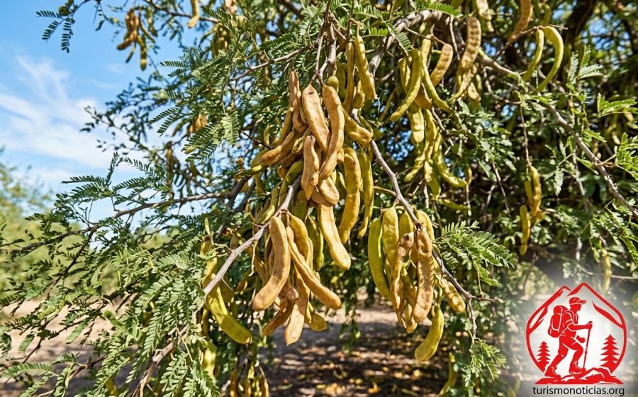 Chauchas de Algarroba